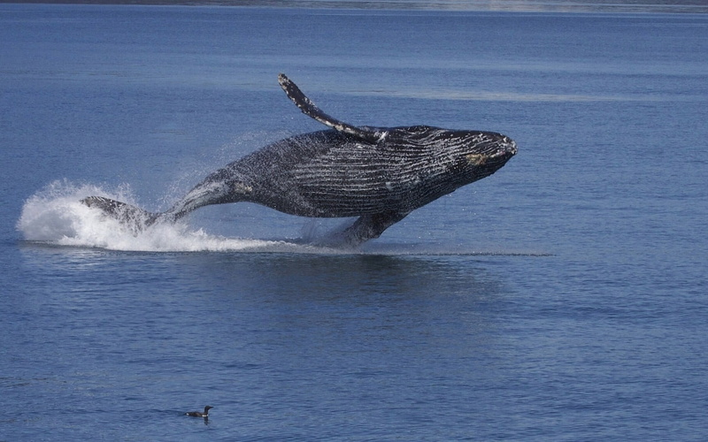 animals in the wild, no people, fish, one animal, animals, whale, water, vertebrate, animal themes, painting, animal, 720P, nature, swimming, humpback whale