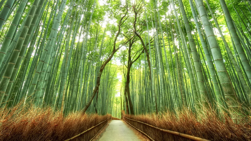nature, bridge, bamboo, 1080P, trail, hd, path, forest, green, grey