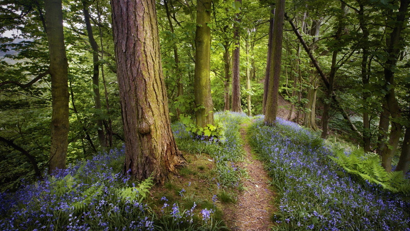 forest, nature, path, trail, lavender, trees, purple, 1080P, field, hd