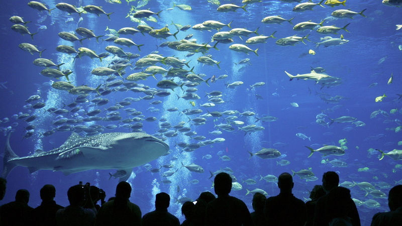 aquarium, vertebrate, animals in the wild, blue, animals in captivity, animal, group of animals, tank, marine, sea life, 1080P, outdoors, water, fish