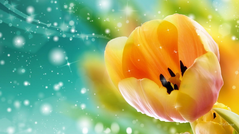 stars, shine, fleur, glow, cyan, bright, first, yellow, tulip, spring, aqua, dutch, 1080P, gold, sparkles, holland