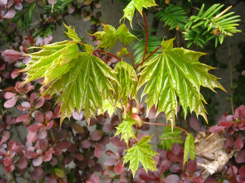 leaf, nature, tender, garden, spring, tree, quite young, growth, spring awakening, maple-operation, branches, young maple leaves, spring mood, may green