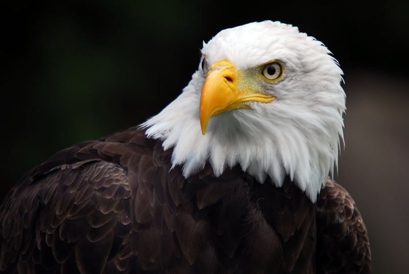 animal body part, eagle - bird, eagle   images, eagle, yellow, animal eye, close-up, animal, bird of prey, looking, 1080P, bird, focus on foreground, animals in the wild