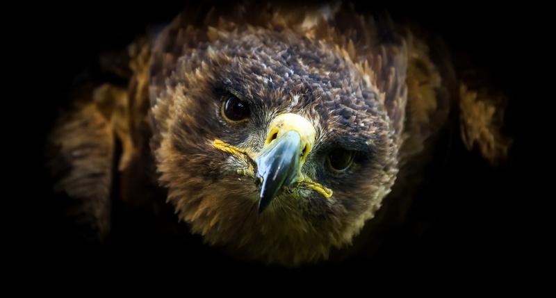 birds, animal body part, dark, bird of prey, beak, eagle - bird, bald eagle, animal head, bird, animals in the wild, animal themes, portrait, no people