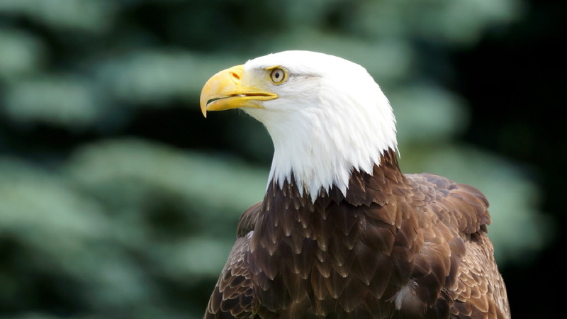 nature, bird of prey, bird, no people, looking, vertebrate, close-up, animal themes, animal body part, 1080P, one animal, feather, eagle, profile view