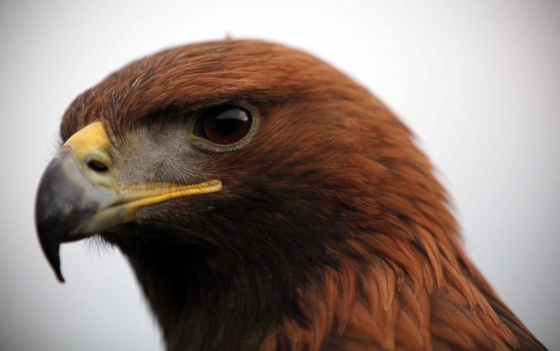 dove, buzzard, head, golden eagle close up, golden eagle, grouse, profile view, cardinal, golden eagle head, eagle - bird, bird, accipiter, focus on foreground