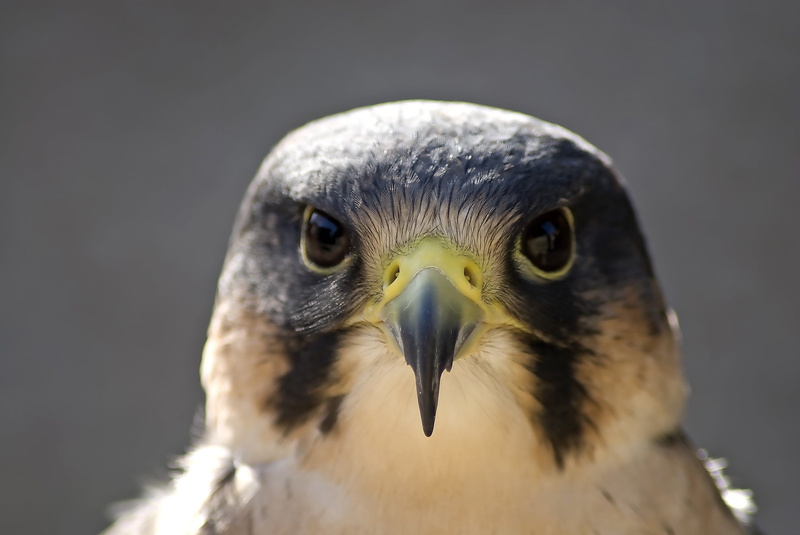animal wildlife, animal body part, black, beak, brown, animals Hunting, nature, wildlife, bald Eagle, outdoors, vertebrate, front view, feather, animal themes