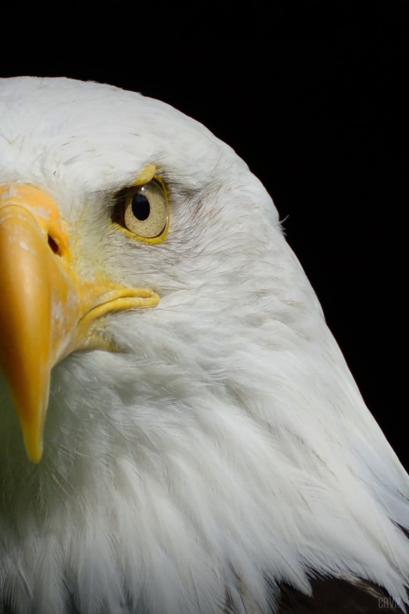 predator, animal wildlife, animal head, focus on foreground, one animal, eagle, animal eye, animals in the wild, eye, baguio, beak, bird, studio shot, white color