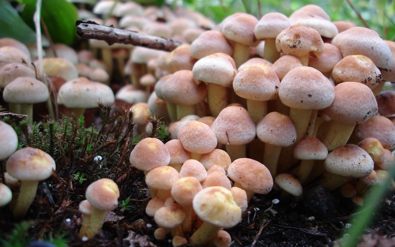 plant, outdoors, 720P, cap, fungus, no people, growth, earth, healthy Eating, close-up, selective focus, backgrounds, field, spore, season, forest, nature