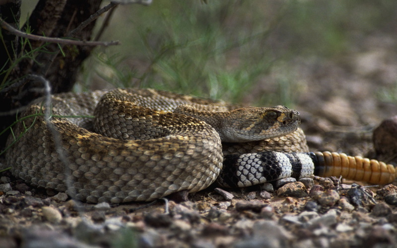 toxic Substance, rattle, reptile, snake, animals In The Wild, wildlife, viper, eyes, one animal, tree, curled up, carnivore, warning sign, nature, land