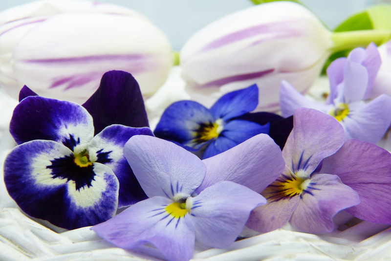 birthday, blossom, growth, floral, violet, tulip, toxic, love, relaxation, give, color therapy, cosmetics, joy, focus on foreground, flowering plant, aromatherapy
