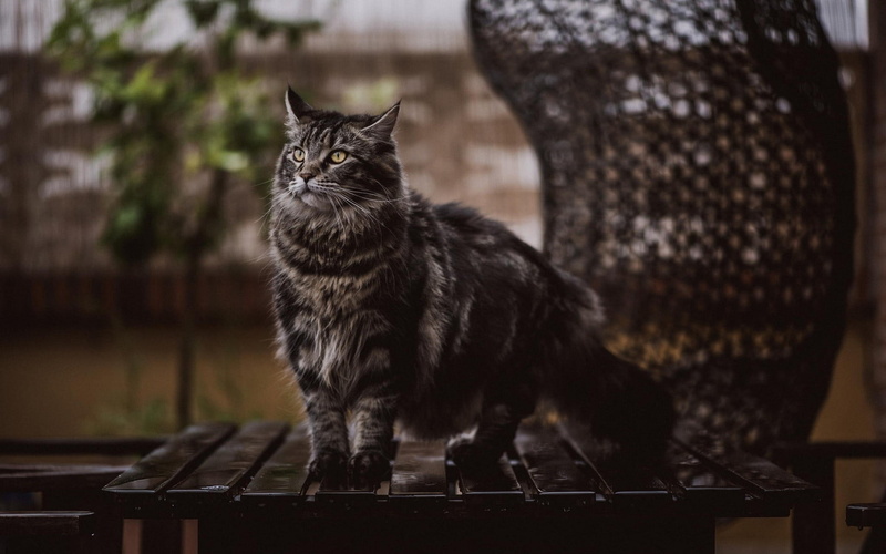 hair, indoors, waiting, feline, close-up, domestic cat, animals, long, vertebrate, mammal, domestic animals, pets, no people, domestic, focus on foreground