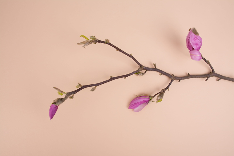 natural condition, pink color, peach, flowering plant, set design, plant, spring time, flower, pink, flower head, flowers, grow, minimal, flower bud, plant stem