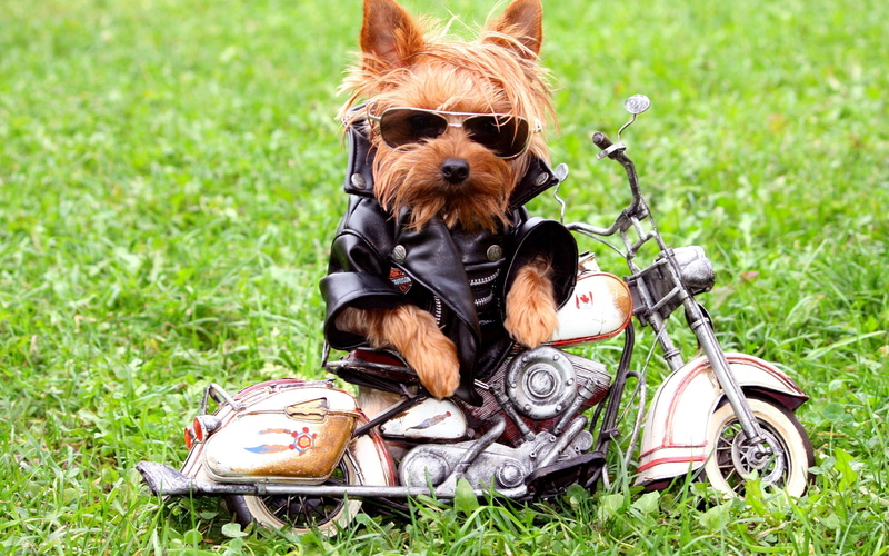 smiling, yorkshire Terrier, animal, lifestyles, meadow, nature, terrier, mammal, purebred Dog, park - Man Made Space, cheerful, pets, sport, puppy, yorkshire
