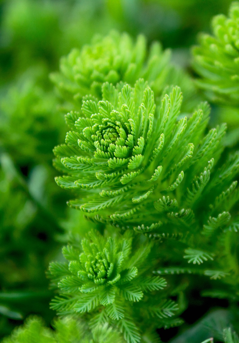 pattern, enviroment, photography, anenome, green color, growth, plant part, fish, green, outdoors, coniferous tree, fern, full frame, no people, grass