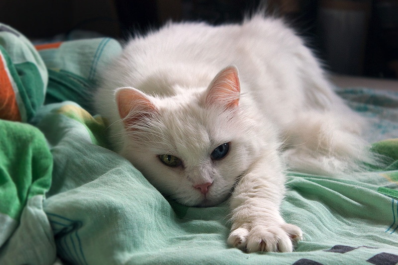 cat, 480P, heterochromia