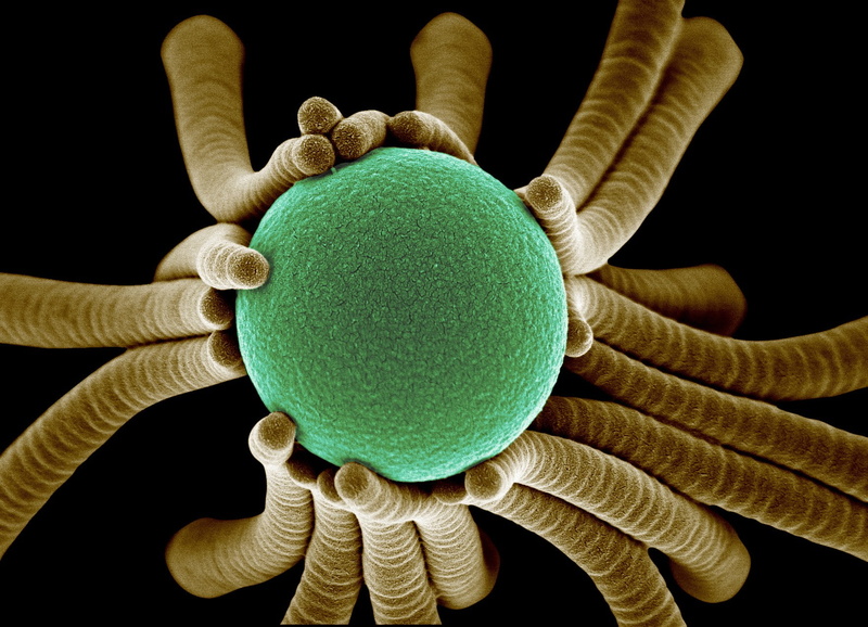720P, biology, macro