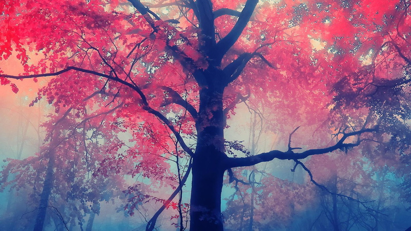 shape, paint, bare tree, color, fall, design, texture, drawing, beauty in nature, remote, tranquility, day, artistic, tree, backdrop, decoration, change