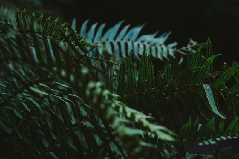 flora, flower, fragility, plant, close-up, oregon, eggs under leaves, focus on foreground, beauty in nature, green color, photography, leaf, day, fauna