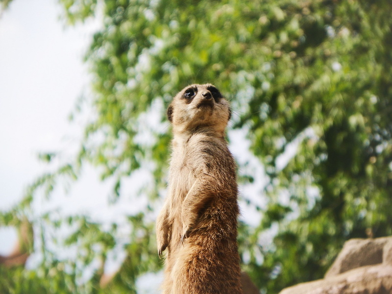 meerkat, 1080P, animal, wool, looks