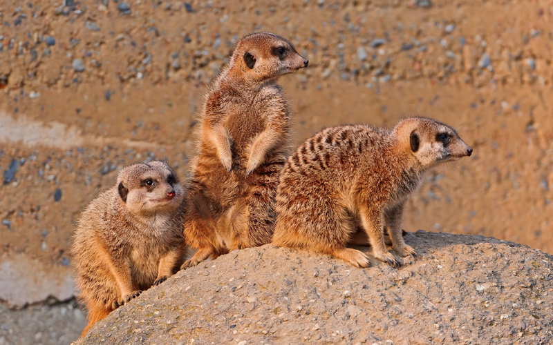 Meerkats, 2K, Family