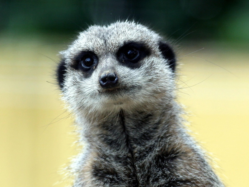 1080P, animals, suricat, meerkat, animal, africa