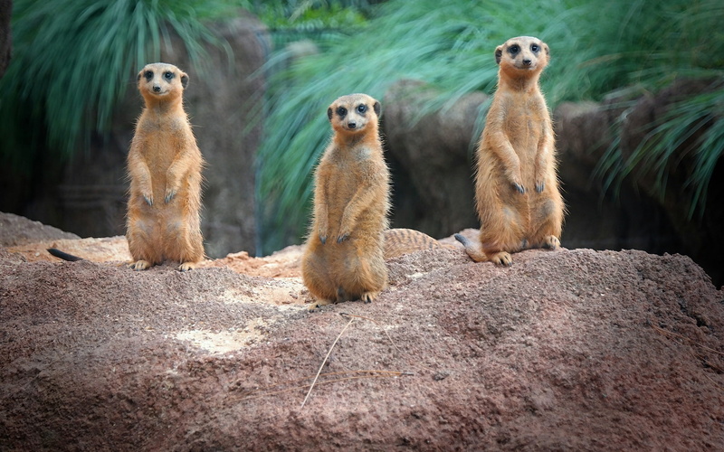 Family, Meerkats, 1080P, Standing
