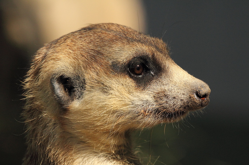 animal eye, animal head, mammal, meerkat, nature, side view, focus on foreground, brown, domestic animals, animal body part, standing, looking away, profile view