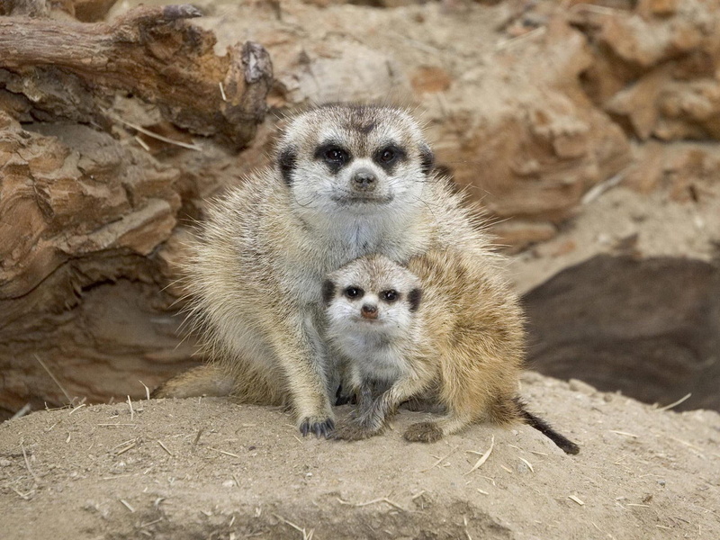 animal, meerkat, 1080P, mother, cub, africa, animals
