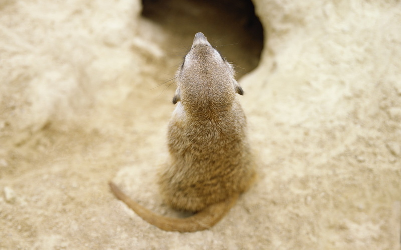 hd, animals, 1080P, meerkat