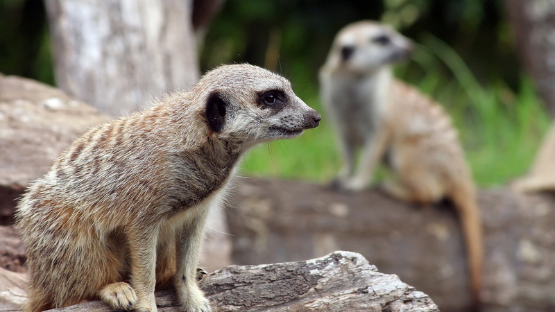 1080P, hd, animals, meerkat