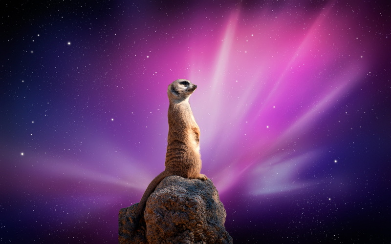 dlbdata, Abstract, art, 2K, background, Meerkat, anaimal, animals, hd