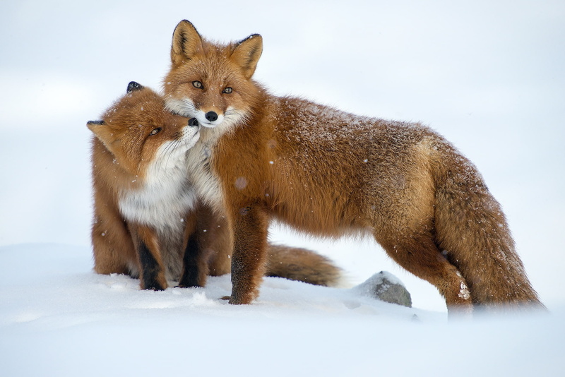 winter, mammals, fox, animals, 1080P, snow