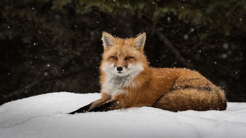 animals, winter, 5K, fox, snow
