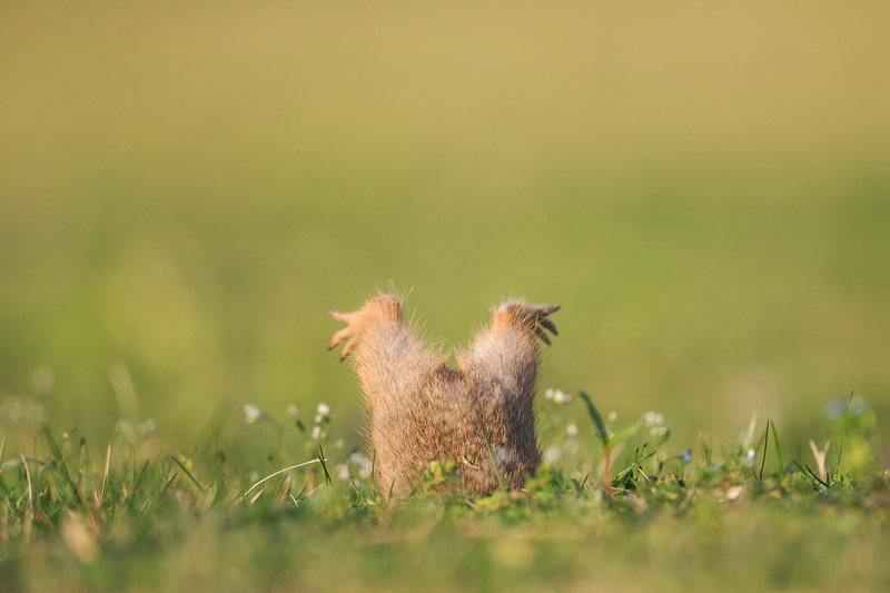 1080P, paws, humor, Gopher, funny, Nora