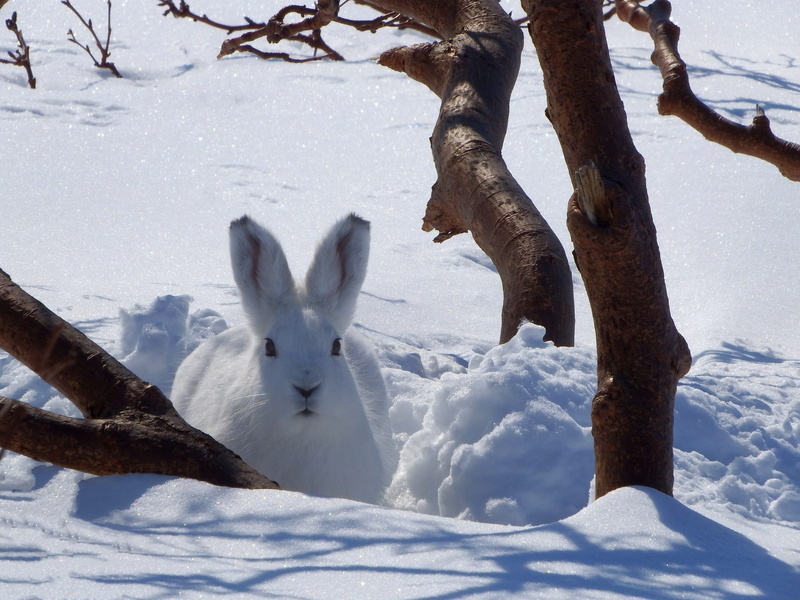 mammal, whitey, snowdrift, herbivorous, disguise, animal themes, Animal, white color, outdoors, field, animal wildlife, tree, land, group of animals, covering