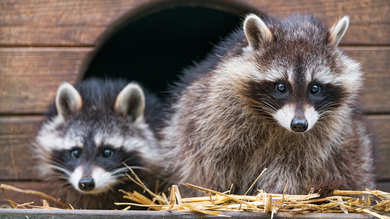 two raccoons, look, booth, pair, 4K, zoo, two, raccoon, Board, wooden, face, shelter, raccoons, a couple, house, Nora