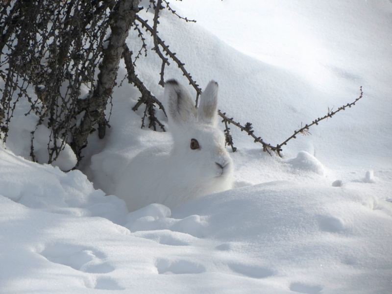 outdoors, the jitters, snowfield, winter, land, plant, Disguise, white color, Rodent, cold temperature, snowshoe, Hare, tranquility, snowman, covering