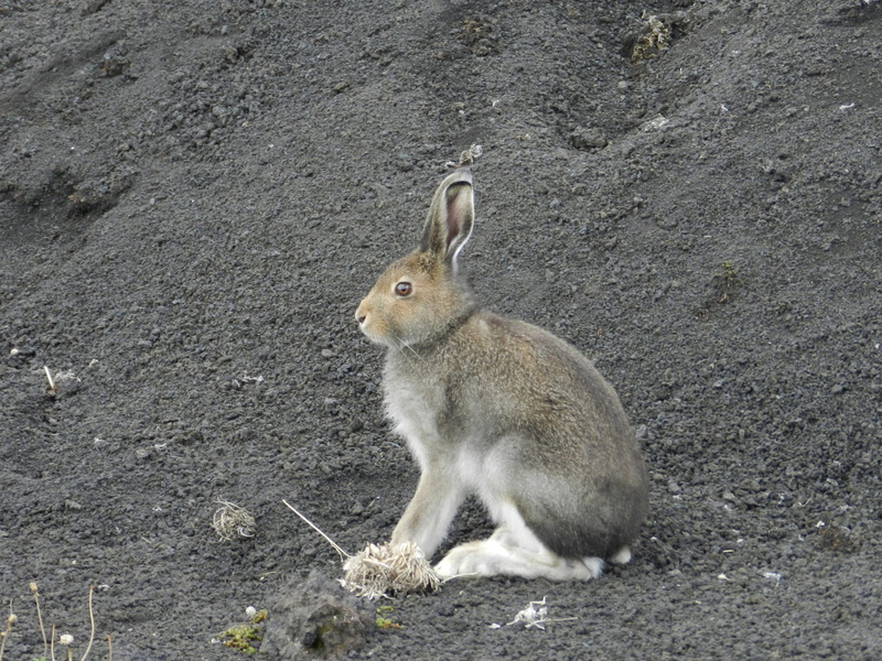 resting, vertebrate, day, Animal, close-up, 1080P, side view, shelter, animal wildlife, nature, focus on foreground, mammal, one animal, stones, animal themes