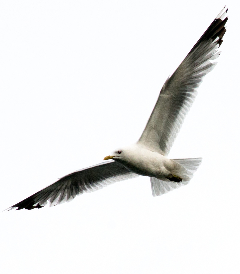 seagull, copy space, sweden, flight, motion, bird, animal wildlife, wings, flapping, clear sky, nora, 4K, one animal, close-up
