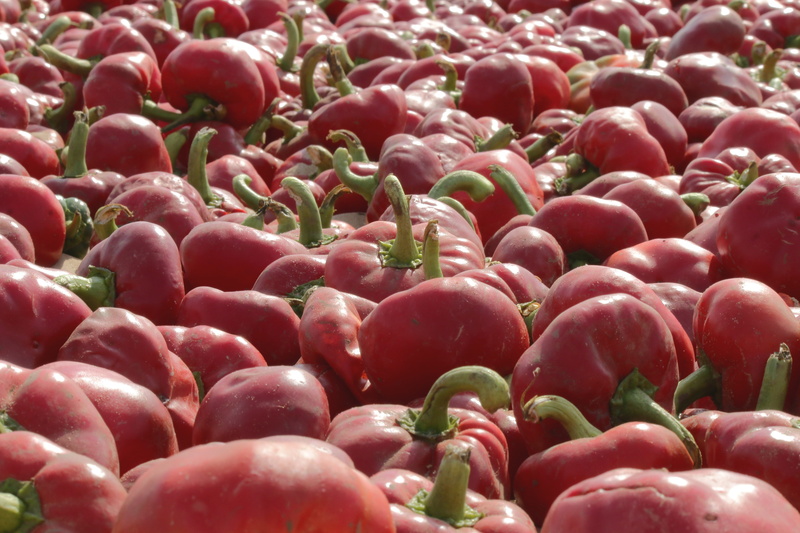 freshness, no people, food and drink, large group of objects, vegetable, noras, fruit, ripe, close-up, retail, full frame, for sale, food, abundance, nature