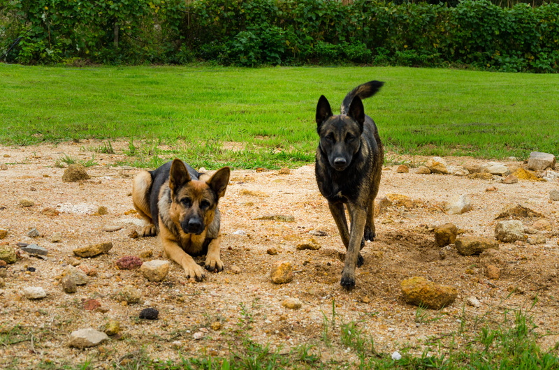 pets, domestic, plant, one animal, domestic animals, canine, no people, land, animal themes, ele, piraquara, ela, pastor alemão, field, mammal, dog, dogs