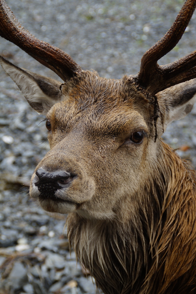 wild, animal themes, deer, herbivorous, snout, no people, animal world, animal body part, male, head, portrait, animal wildlife, face, close-up, fur, one animal