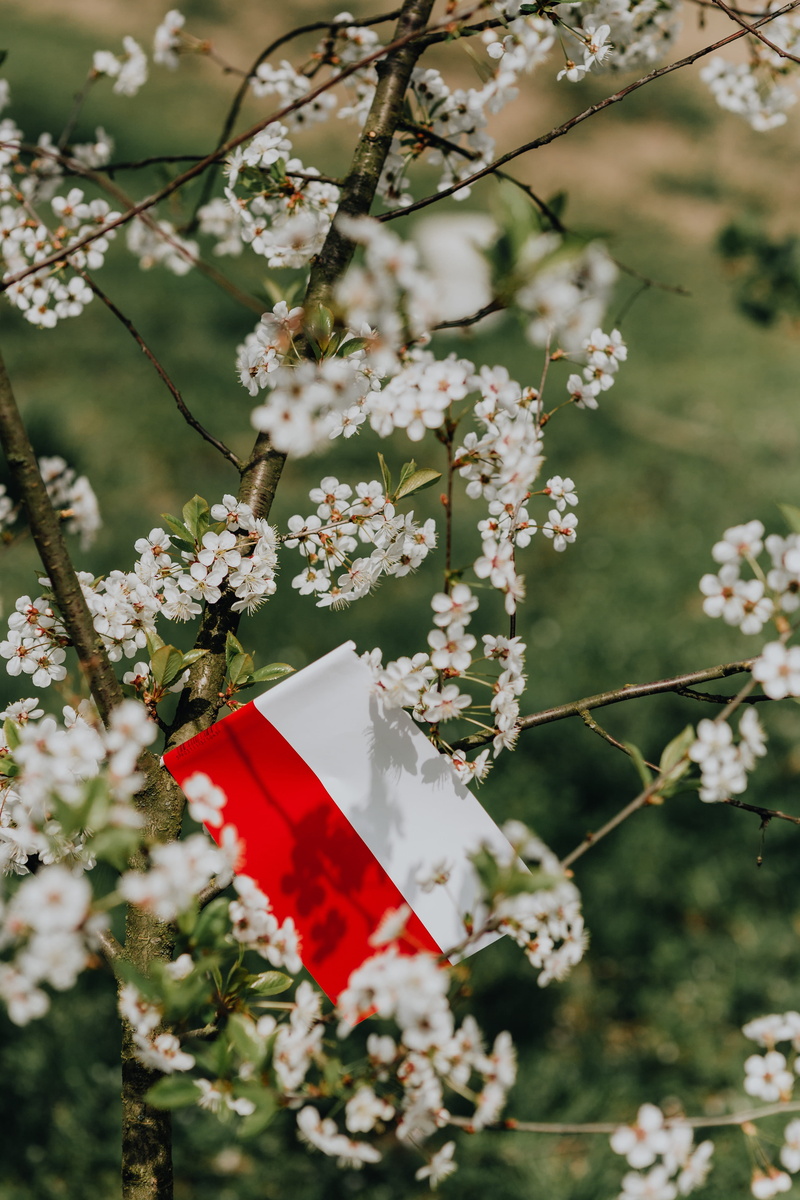 springtime, flowering plant, fragility, 5K, no people, blossom, red, flower, tree, independence, pole, Europe, eu, cherry tree, plant, focus on foreground