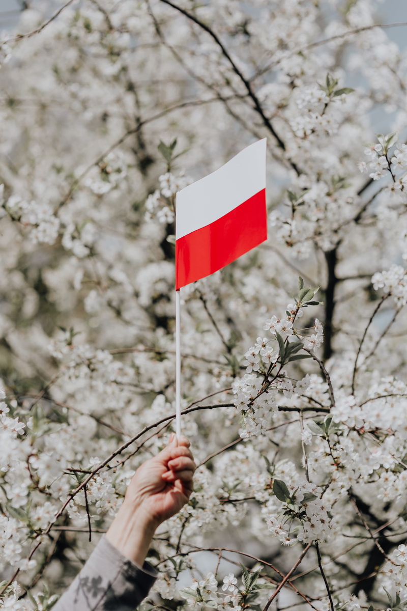 polish, eu, real people, flaga, springtime, Europe, cherry blossom, branch, hand, tree, plant, fragility, flower, polska, blossom, 5K, Poland, day, growth