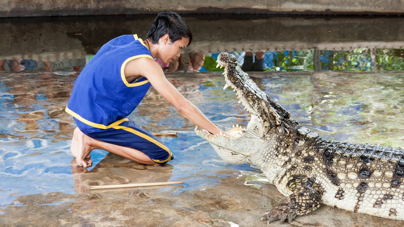 mouth, thailand, adult, full length, one person, leisure activity, predator, man, cleaning, water, Risk, people, hand in mouth, Crocodile, men, Show, real people