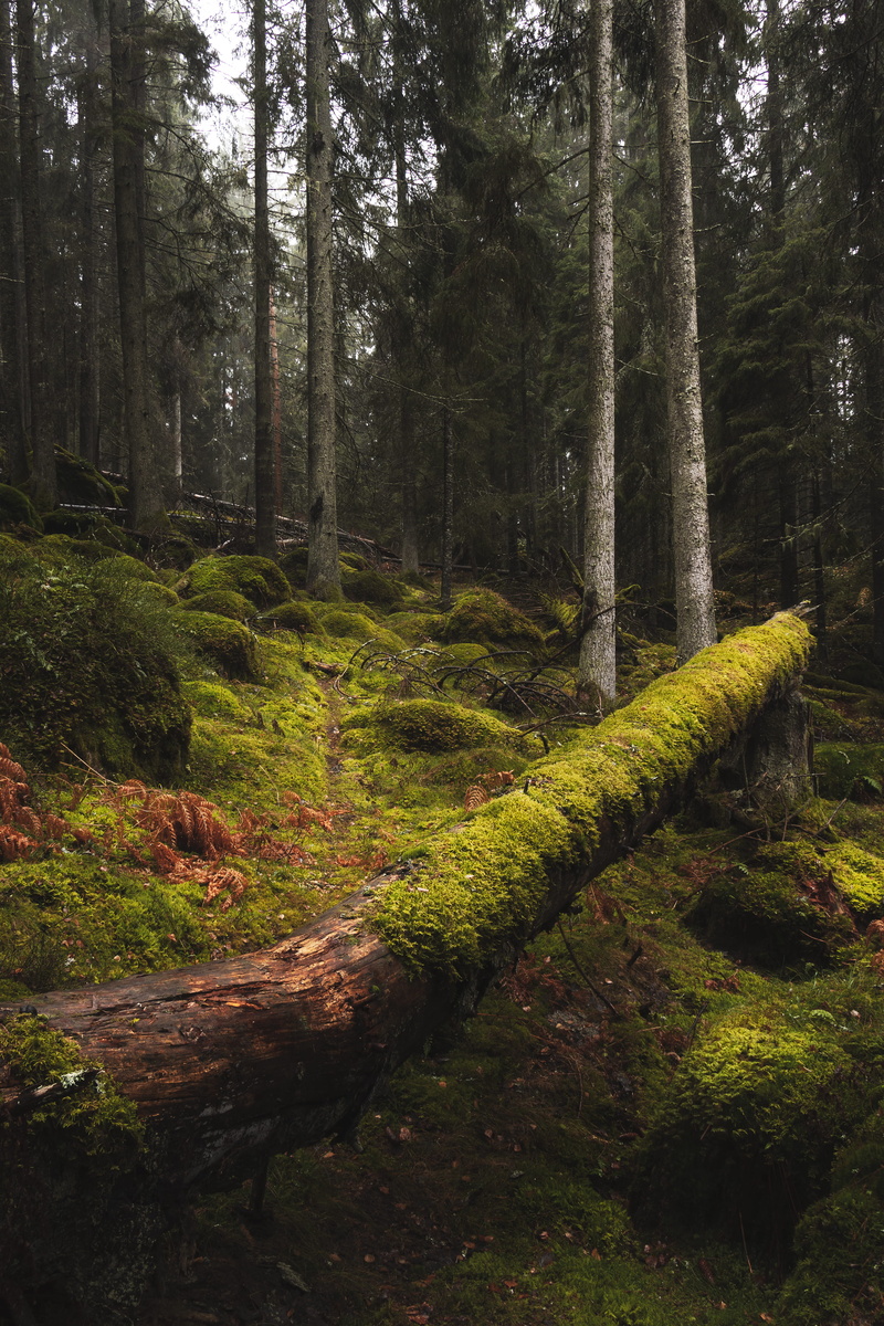 sverige, path, scenics - nature, art, moss, land, tree, non-urban scene, woodland, tall, trunk, pine, bärsjöskogen, ground, tree trunk, tranquility, footpath