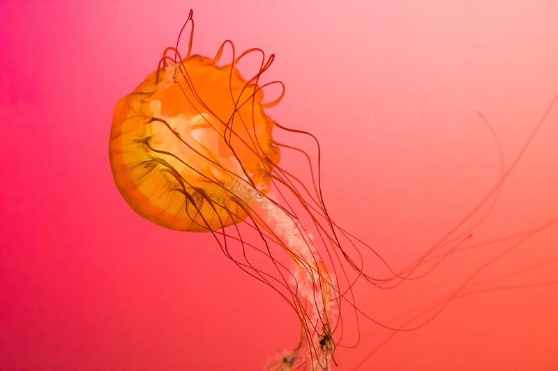 jellies, jelly, backgrounds, John G. Shedd Aquarium, red, USA, Running Wild, jelly fish, photography, Cook County  Illinois, focused, nature, 5K, Museum Campus Chicago