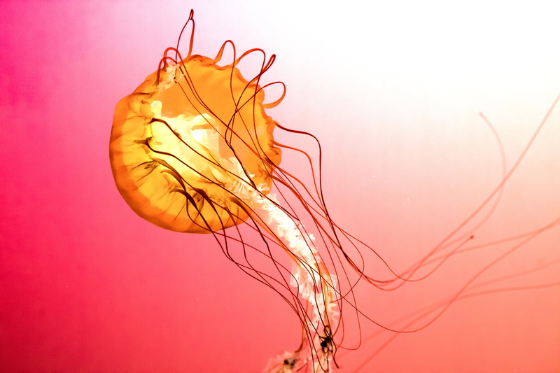 Museum Campus Chicago, backgrounds, USA, Cook County  Illinois, John G. Shedd Aquarium, jellyfish, jellies, 5K, jelly fish, orange, Running Wild, United States of America
