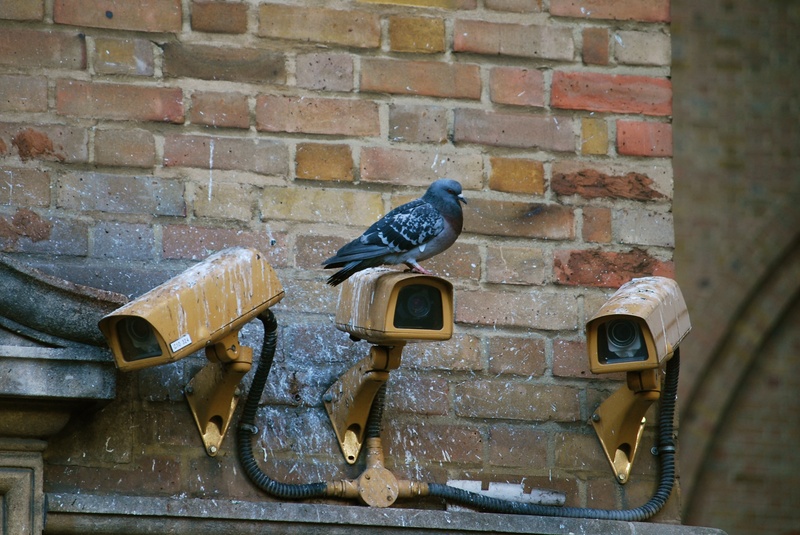 metal, pigeon, architecture, security, 2K, bird, animal themes, wall, watching, surveillance, wall - building feature, guard, camera, cctv, monitoring